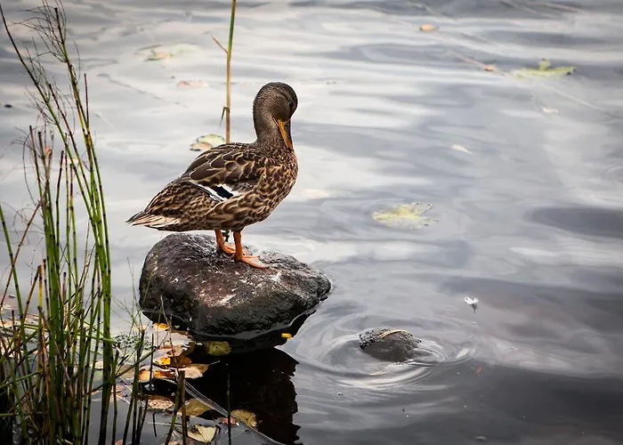 Lägenhet Rajala Imatra